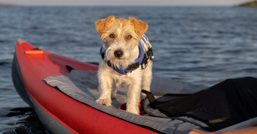 Keep Your Pet Safe This Summer with the Right Equipment (Leashes, Lifejackets & More!)